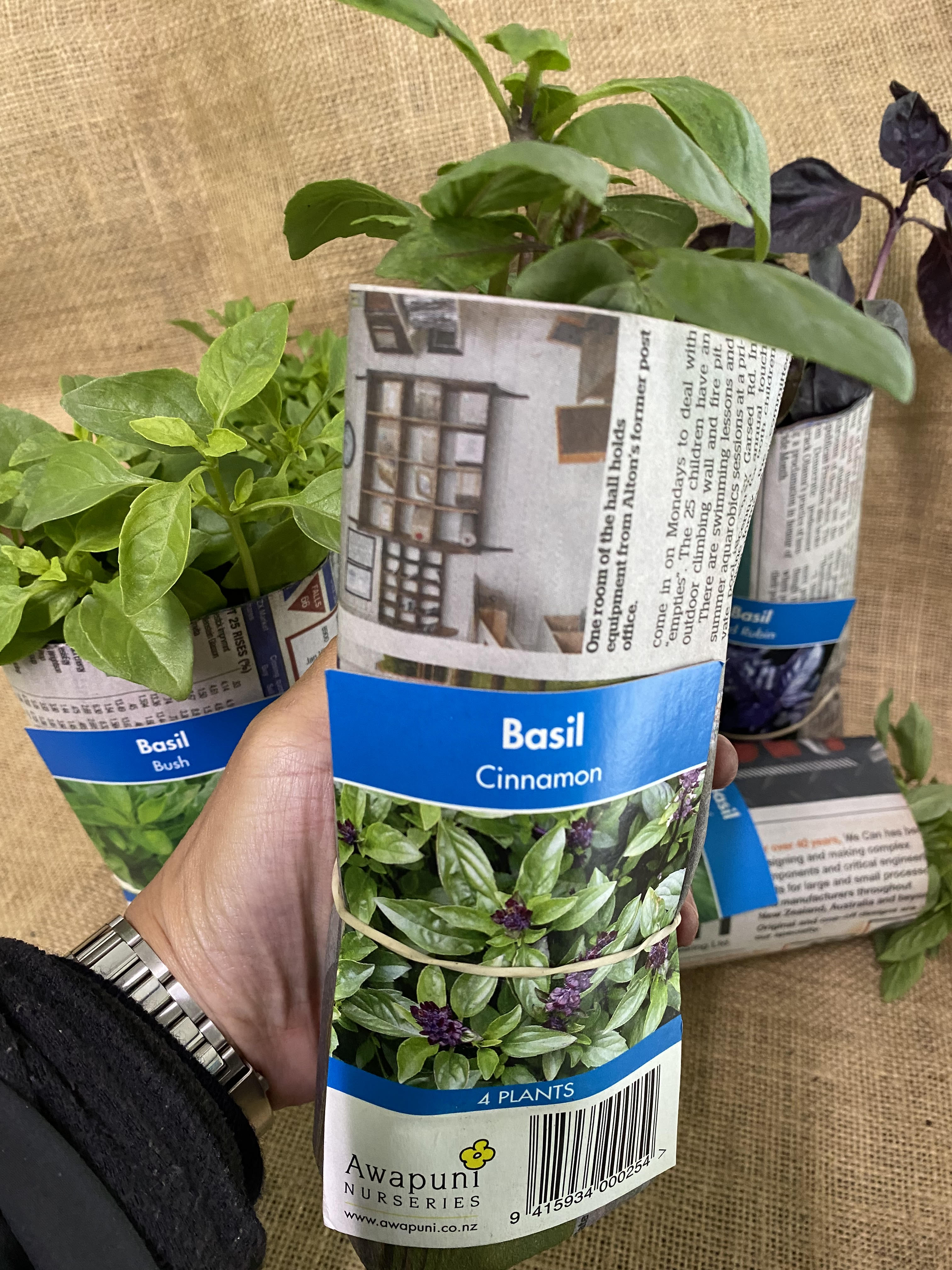 basil cinnamon bundle